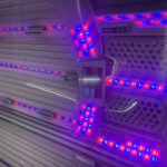 Blue Activating Light LEDs on Ergoline Prestige Fusion Spectra for instant tanning results